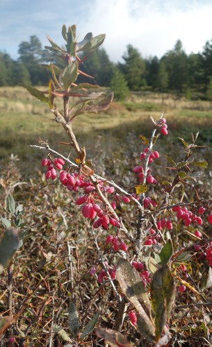 Image of Berberis aetnensis by (c) Jan Vršovský, some rights reserved (CC BY-SA)