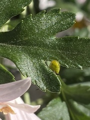 Diabrotica undecimpunctata