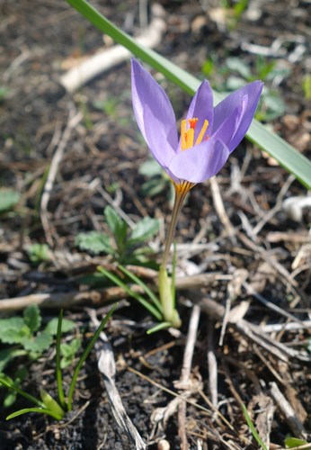 Image of Crocus longiflorus by (c) Jan Vršovský, some rights reserved (CC BY-SA)