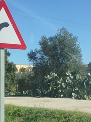 Opuntia ficus-indica