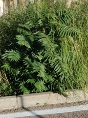Ailanthus altissima