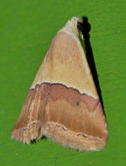 Eublemma accedens