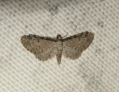 Eupithecia ultimaria