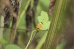 Chauliognathus flavipes
