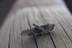 Sphingonotus willemsei