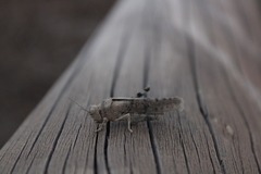 Sphingonotus willemsei