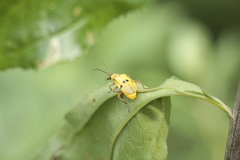 Chauliognathus flavipes