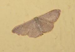 Idaea distinctaria