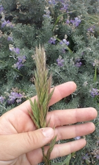 Bromus maritimus