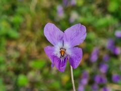 Viola suavis