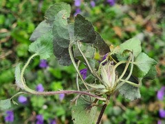 Viola suavis