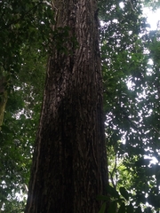 Manilkara staminodella