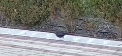 Turdus merula
