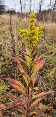 Solidago gigantea