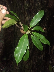 Manilkara staminodella