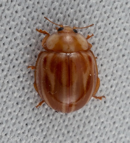 Broken-dashed Lady Beetle photographed in Montana