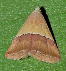 Eublemma accedens