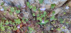 Cymbalaria muralis