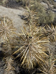 Cylindropuntia molesta molesta