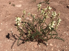 Astragalus praelongus
