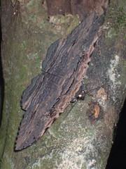 Anisoneura