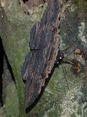 Anisoneura