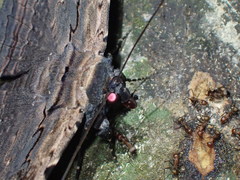 Anisoneura