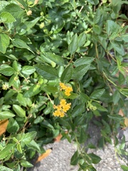 Lantana