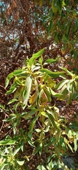 Magnoliopsida