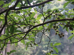 Styrax macrocarpus