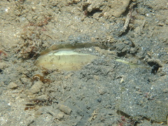 Atrina fragilis