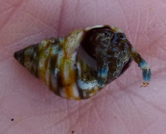 Littorina scutulata