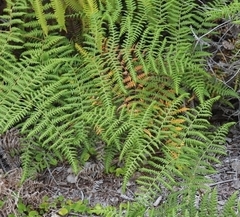 Pteridium aquilinum decompositum