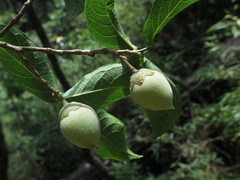 Styrax macrocarpus