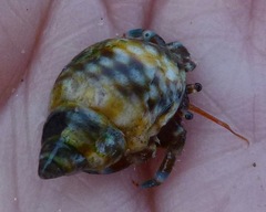 Littorina scutulata