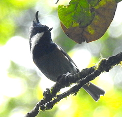 Periparus rubidiventris