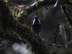 Periparus rubidiventris