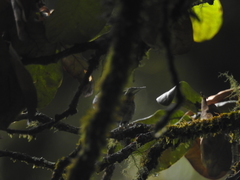 Periparus rubidiventris