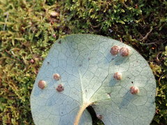 Puccinia asarina