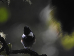 Periparus rubidiventris