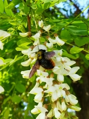 Xylocopa augusti