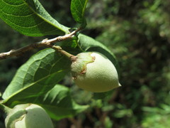 Styrax macrocarpus