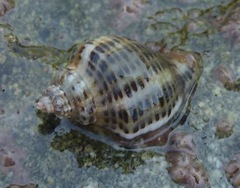 Acanthinucella spirata