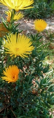 Lampranthus bicolor