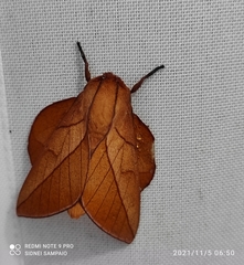 Oiticella convergens