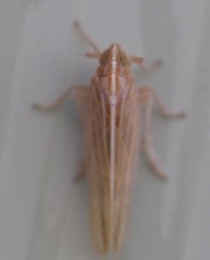 Stenocranus minutus