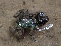 Hyloxalus yasuni