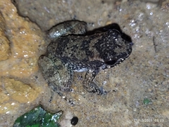 Hyloxalus yasuni