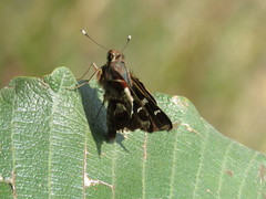 Thespieus macareus