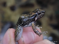 Hyloxalus yasuni